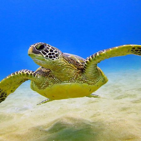 Diamond Head Views Retreat With Free Parking & Near Waikiki Beach! Honolulu Zewnętrze zdjęcie